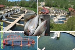 Su Ürünleri Üretimi Yüzde 25 Arttı