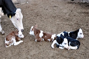 Hayvancılık Destekleri Belirlendi