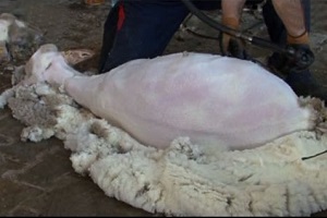 Koyun Kırkımı Uyarısı