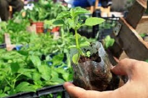 Meyveciliğe 3 3 Milyon TL Destek