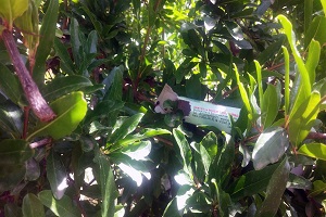 Organik Köyde Biyolojik Mücadele Başlatıldı