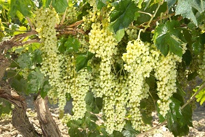 Pazar Endişesi Üzüm Üreticilerini Huzursuz Ediyor