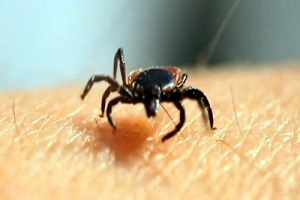 Uzmanlardan Kene Uyarısı