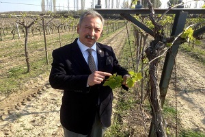 Üzümde Güneş Yanığı Tarsim Kapsamına Alınmalı