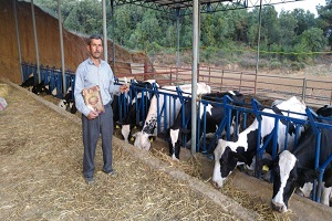 Çöl Sıcakları İneklerin Doğurganlığını Da Olumsuz Etkiledi