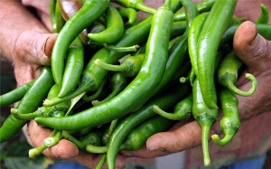 Manisa da Biber Hasadı Başladı