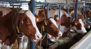 Canlı Hayvan İthalatında Gümrük Vergisi Sıfırlandı