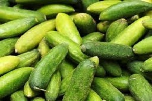 Hayvancılıktan Salatalığa Destek