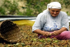 Fındığa Verilen Emek Sömürüldü