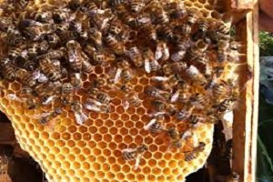 Kadın Arı Yetiştiricileri Artmalı