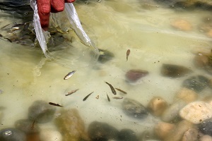Larva Mücadelesinde Minik Baliklar İş Başinda
