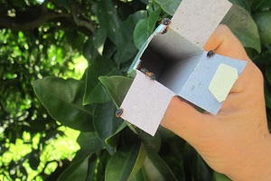 Aydin da Turunçgil Unlu Bitine Karşi Biyolojik Mücadele Başladi