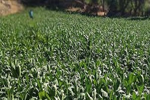 Tütünde İthalat Rekoru Kırdık