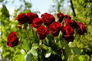 Gül Bu Yıl Üreticileri Memnun Etti