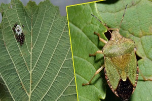 Fındıkta Yeşil Kokarca Uyarısı