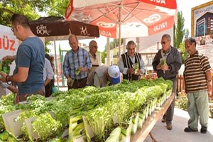 Çameli İlçesi Fesleğen Açtı