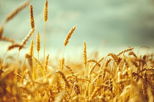 Buğdayda Hasat Töreni Gaziantep te Yapıldı