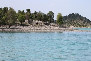 Göldeki Adaya Bırakılan Sürüler Çobansız Otluyor