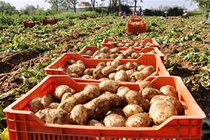 Ödemiş e Patates Alım Desteği