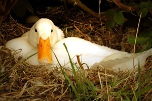 Pekin Ördekleri Doğaya Salındı