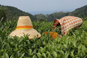 Ramazandan Önce Üretici Bir An Önce Çayını Toplamak İstiyor