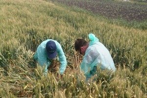 Hububat Ekili Alanlar da Süne Zararlısı Görüldü