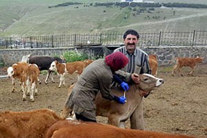 Sarıkamış ta Büyükbaş Hayvanlara Çiçek Aşısı Yapılıyor