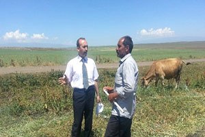 Kars ta Damızlık Boğa Dağıtımı Devam Ediyor