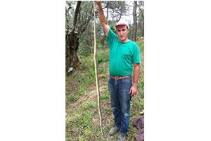 Havalar Isındı Yılanlar Çiftçileri Korkutmaya Başladı