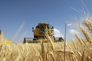 İslahiye de Buğday Hasadı Başladı