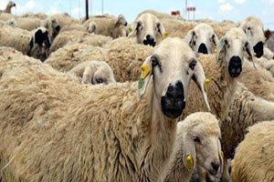 Kayserili Besiciler 2 Bin Liraya Çoban Bulamıyor