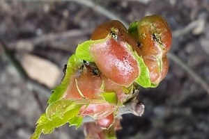 Katil Yine Ortaya Çıktı Bütün Türkiye yi Tehdit Ediyor