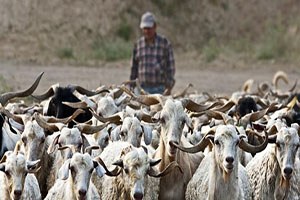 Emet te Sürü Yönetimi Kursu