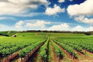 Tarımsal Nüfusta Düşüş