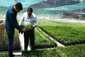 Eskişehir Orman Fidanlık Müdürlüğü Süs Bitkileri Üretiminde de Hamle Yaptı