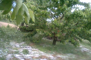 Çameli de Dolu Yağışı Tarım Ürünlerine Zarar Verdi