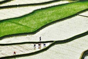 Çin de Tarım Alanları Koruma Altına Alınıyor