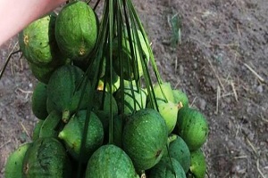 Ödemiş te İncir İçin İlekleme Dönemi Başladı