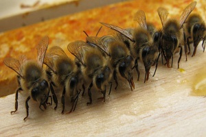 Arıcılarda Rekolte Endişesi