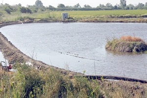 Çeltik Ekim Sezonu Erken Açıldı