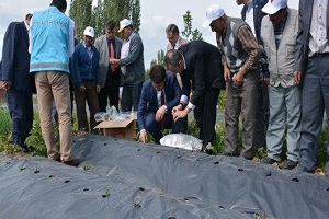 85 Üreticiye 1 Milyon 38 Bin Çilek Fidesi