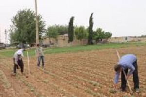 Kuraklık ve Hava Şartları Beyaz Altın ı da Vurdu
