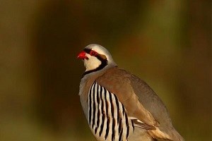 Kuş Avı İzninin İptali İçin Kampanya