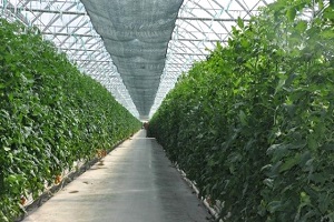 Sandıklı dan Suudi Arabistan a Domates İhracatı