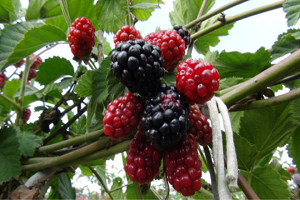 Silifke de Böğürtlen Hasadı Başladı