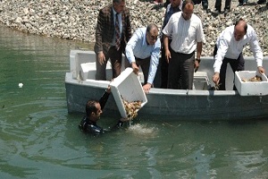 Türkiye de Bir İlk Fırat Nehri ne Kerevit Bırakıldı