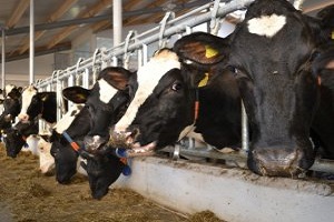 Buzağı Ve Arılı Kovan Desteklemeleri Başladı