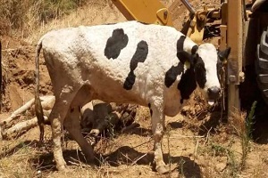 Çiçek Hastalığı Aydın ı Kasıp Kavuruyor