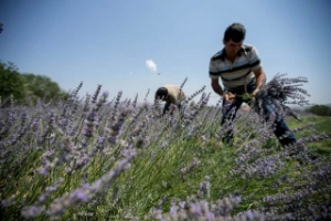 Sakin Şehirde Lavanta Esintisi