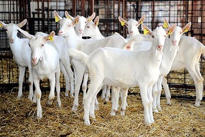 Gen Merkezi Çanakkale